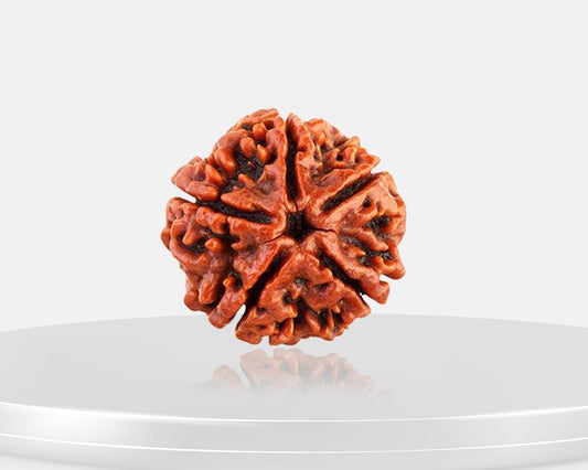 5 Mukhi Nepali Rudraksha (Collective)