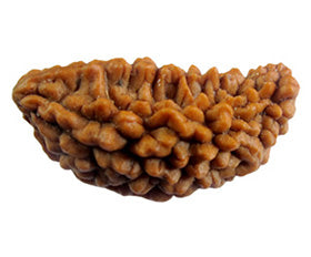 Original 1 Mukhi Nepali Rudraksha bead natural brown color certified.