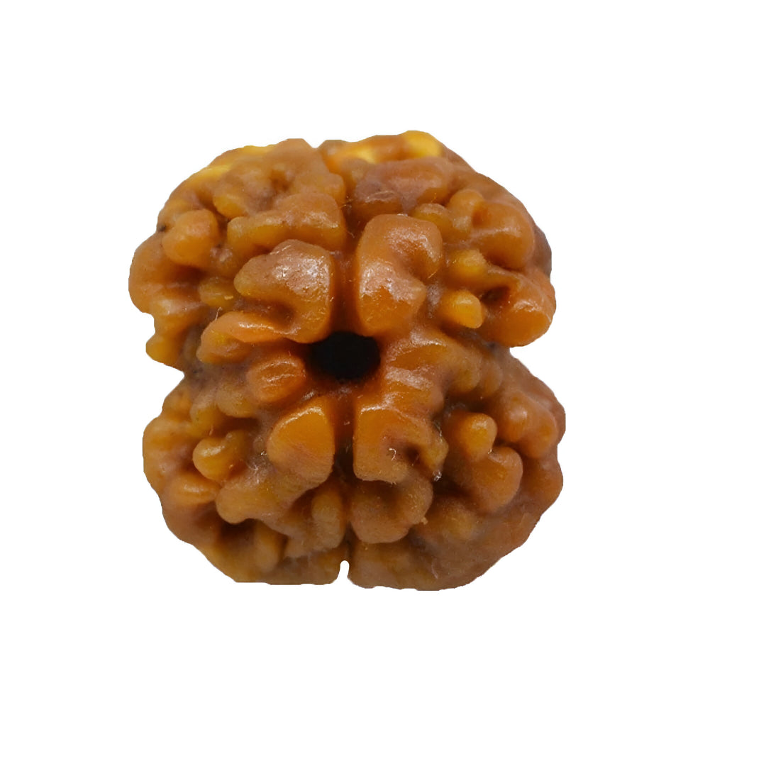Natural 2 Mukhi Nepali Rudraksha bead for marriage and relationship harmony.