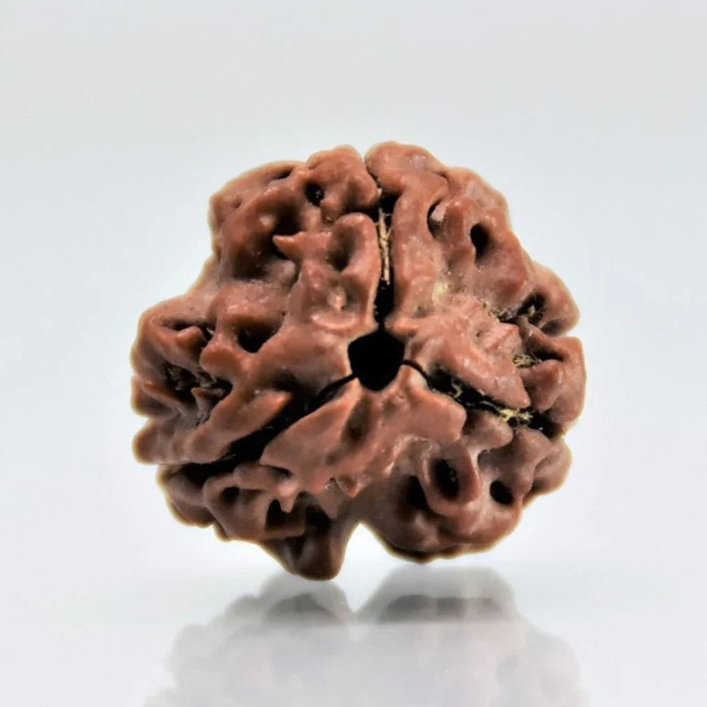 Natural 3 Mukhi Nepali Rudraksha bead for digestive health and confidence.