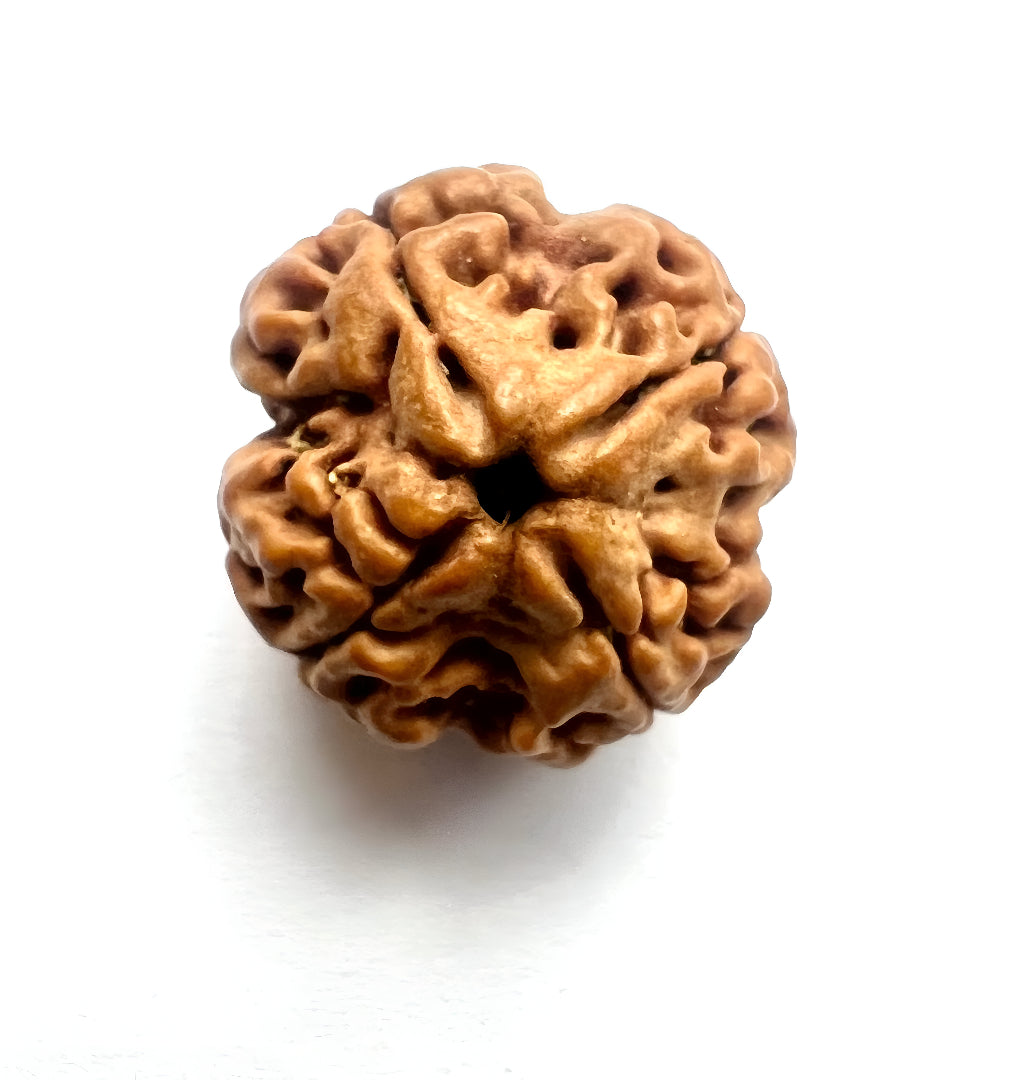 Natural 4 Mukhi Nepali Rudraksha bead for students and memory power.