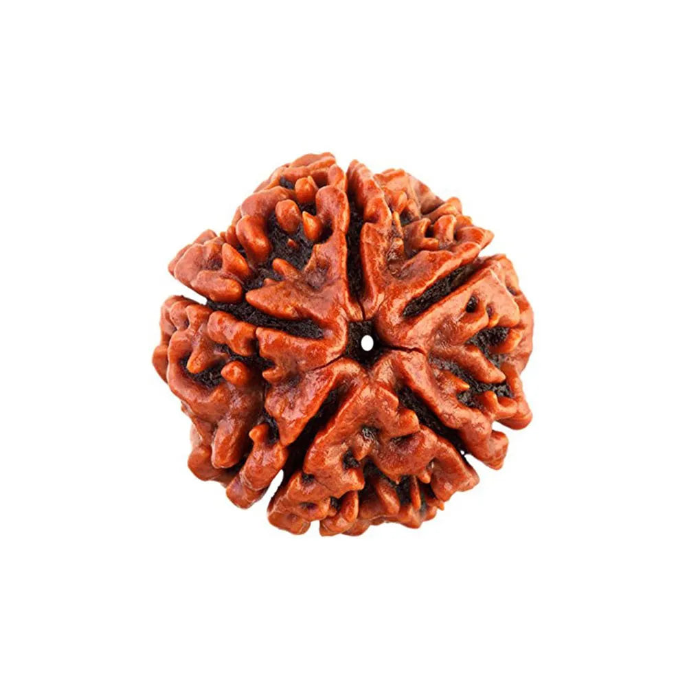 Natural 5 Mukhi Nepali Rudraksha bead for blood pressure and meditation.