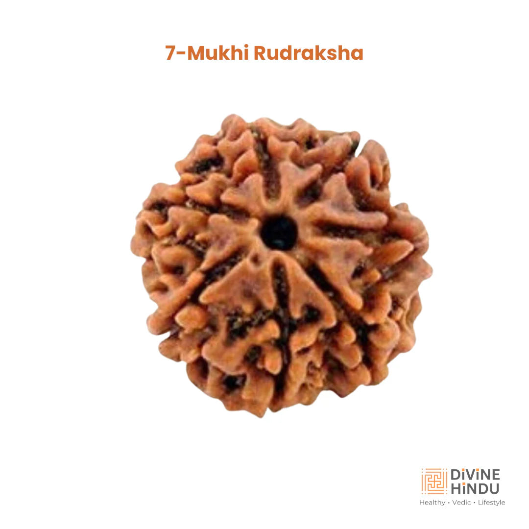 Natural 7 Mukhi Nepali Rudraksha bead for wealth and Shani dosha.