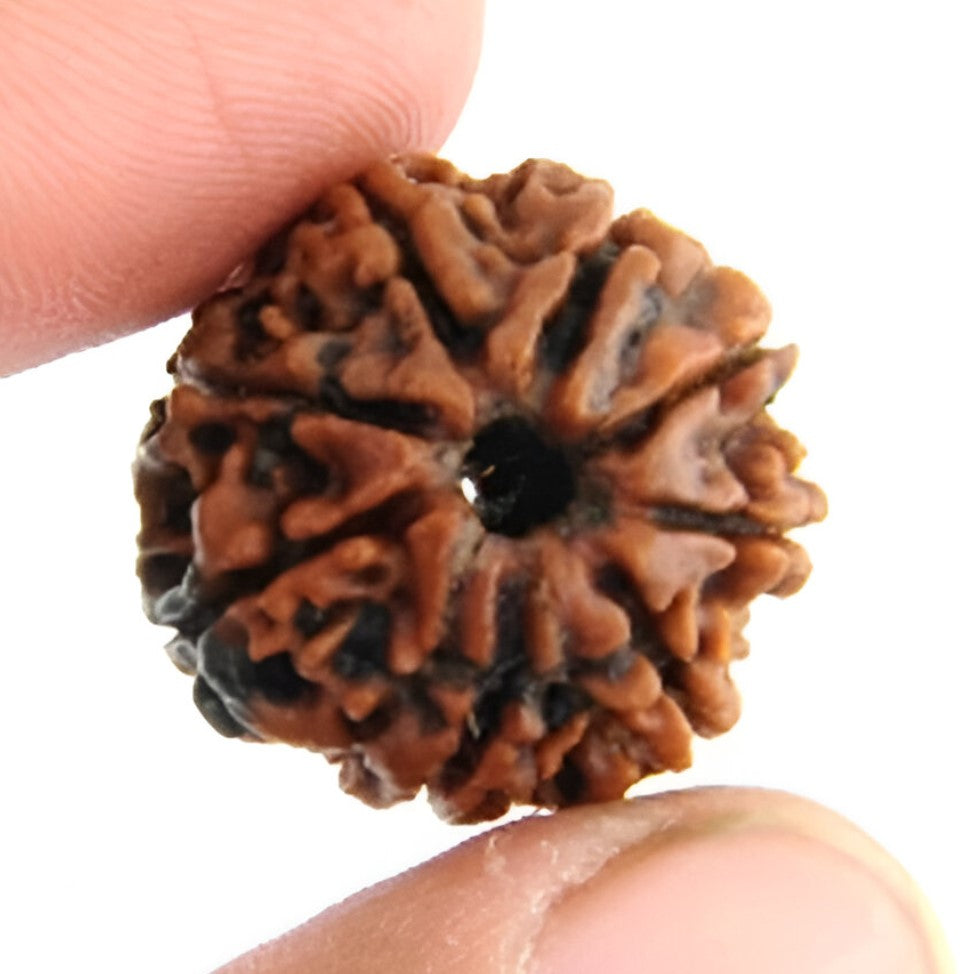 Natural 8 Mukhi Nepali Rudraksha bead for removing obstacles and Rahu dosha.