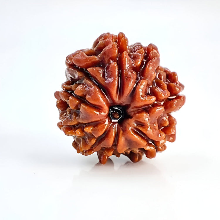 9 Mukhi Nepali Rudraksha