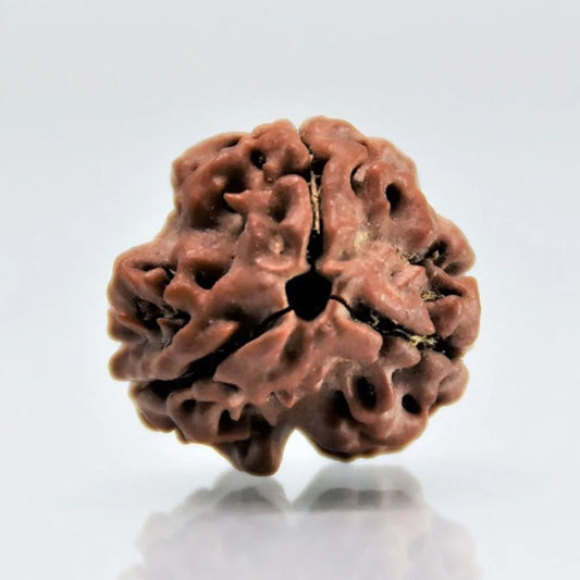 3 Mukhi Nepali Rudraksha