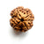 4 Mukhi Nepali Rudraksha