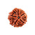 5 Mukhi Nepali Rudraksha