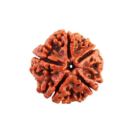 Natural 5 Mukhi Nepali Rudraksha bead for blood pressure and meditation.