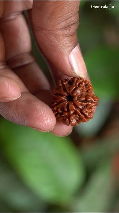 7 Mukhi Rudraksha Original Nepali – Wealth, Prosperity & Financial Growth