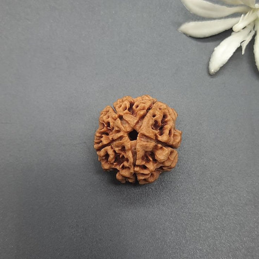 5 Mukhi Nepali Rudraksha (Collective)