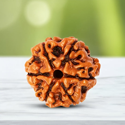 Natural 6 Mukhi Nepali Rudraksha bead for willpower and emotional balance.