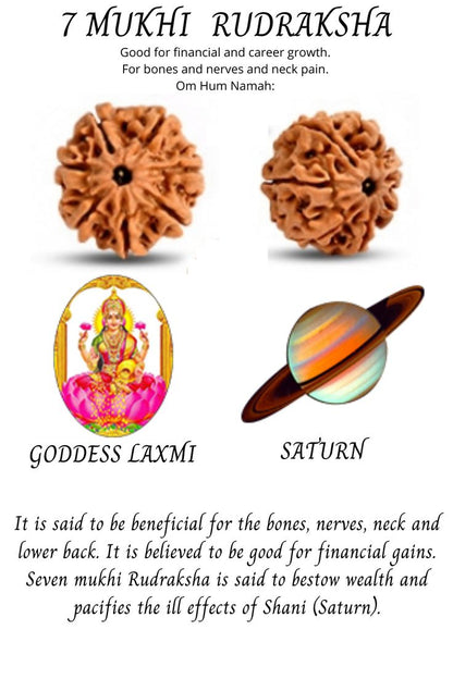 7 Mukhi Rudraksha Original Nepali – Wealth, Prosperity & Financial Growth