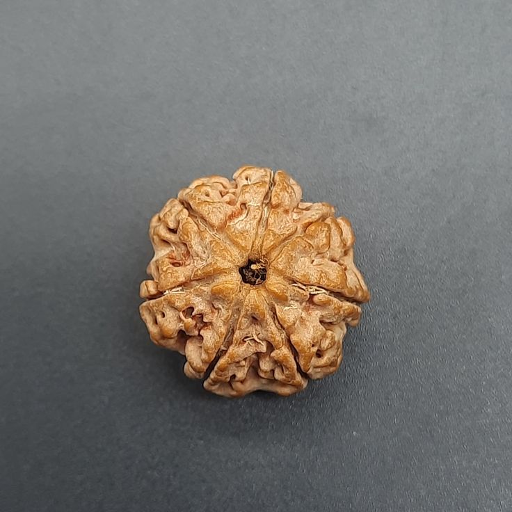 7 Mukhi Nepali Rudraksha (AAA)