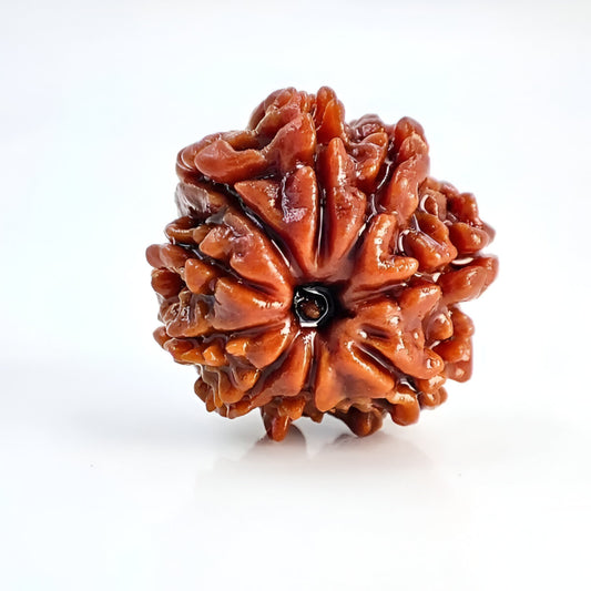Natural 9 Mukhi Nepali Rudraksha bead for protection and Ketu dosha.