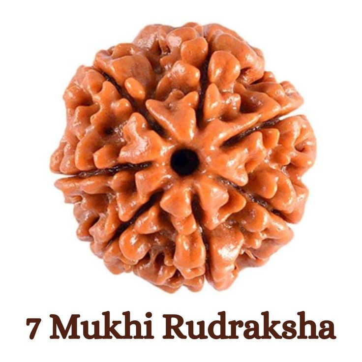 7 Mukhi Rudraksha Original Nepali – Wealth, Prosperity & Financial Growth
