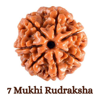 7 Mukhi Rudraksha Original Nepali – Wealth, Prosperity & Financial Growth