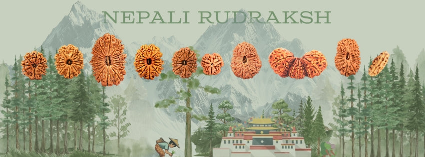 100% Purest X-Ray Certified Nepali Rudraksha